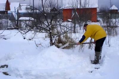 Снегозадержание на участке - залог хороших урожаев